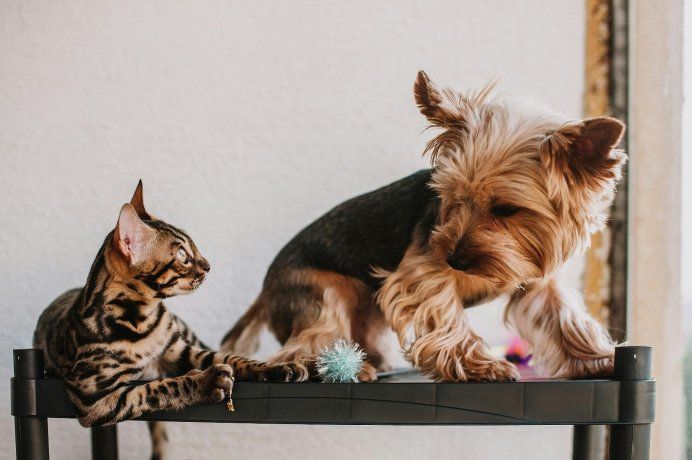 Tus mascotas te van a agradecer cuando incorpores este elemento a tu hogar. Tus mascotas te van a agradecer cuando incorpores este elemento a tu hogar.