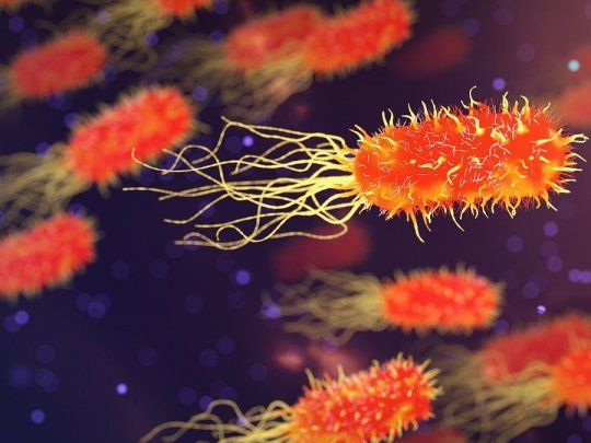 Se reveló que las bacterias intestinales se comunican directamente con las neuronas.
