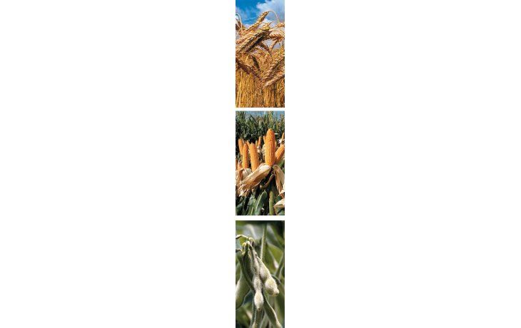 ámbito.com | La soja (arriba), como ya es habitual, reinará de modo excluyente en la producción agrícola argentina en 2012. El trigo (arriba, derecha), se estima, seguirá sufriendo por las regulaciones oficiales a su comercialización.El maíz (derecha) es otro grano