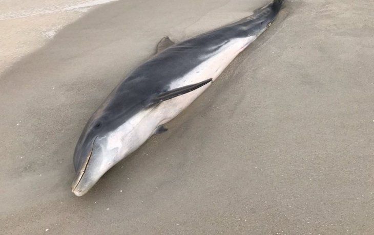 Así encontraron al delfín en la costa de Pensacola.