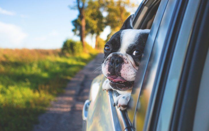 Viajar en auto con tu perro.&nbsp;