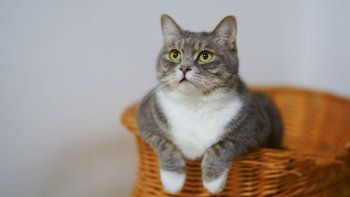 Gato.&nbsp;