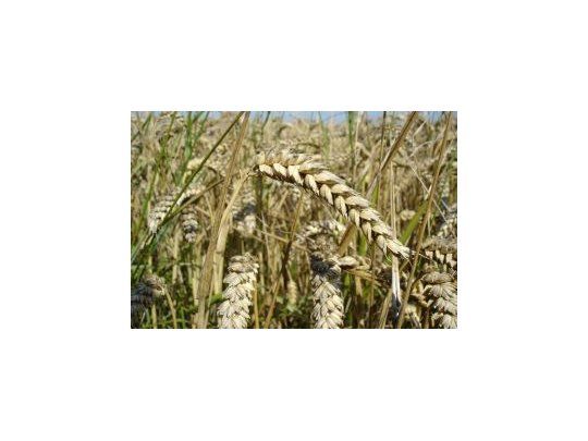 Agricultura estima que la producción de trigo superará las 9 millones de toneladas