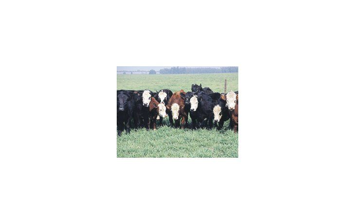 ámbito.com | Mentalidad, escala, situación económica y agricultura, algunos de los factores que influyen en ganadería a la hora de incorporar tecnología.
