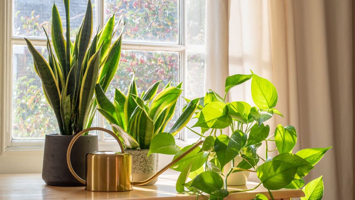 The plant that eliminates 73% of carcinogenic substances, according to NASA