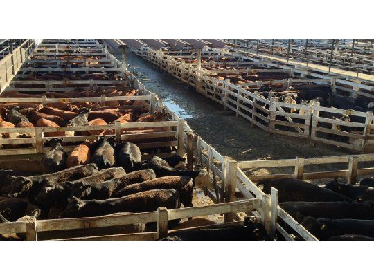 Las vacas de consumo movieron los precios
