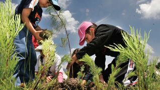 México tendrá su Jornada Nacional de Reforesración.