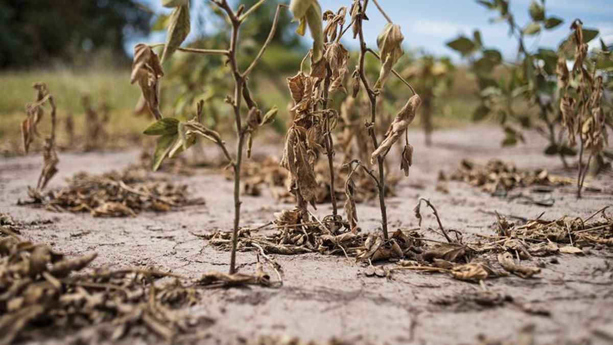 Efecto sequía: podrían perderse ingresos por al menos u$s4.550 millones