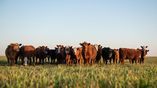 La tonelada de carne vacuna y ovina sube su valor en enero pese a una caída en las exportaciones.