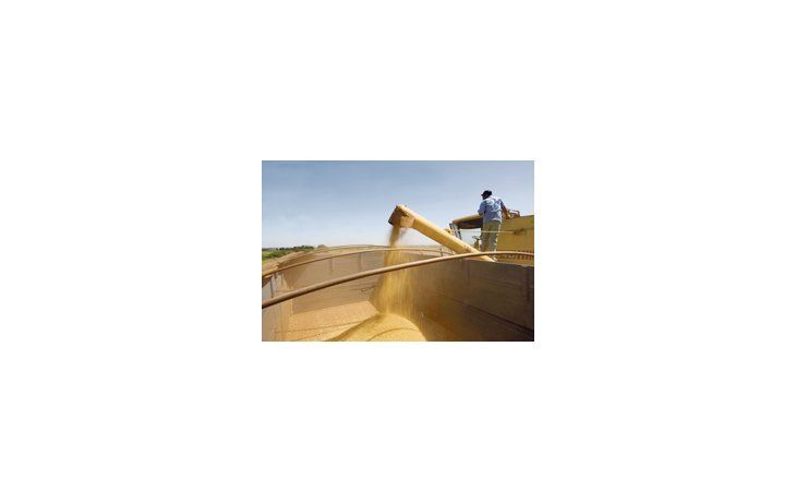 La soja es el grano más extendido y representa hoy, en términos productivos, más del 54% del conjunto de los cinco principales granos.
