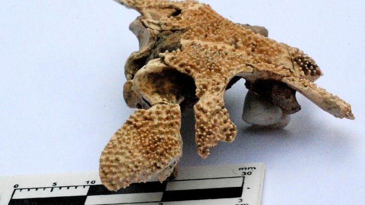 Cráneo de una nueva especie de anfibio. Cráneo de una nueva especie de anfibio.