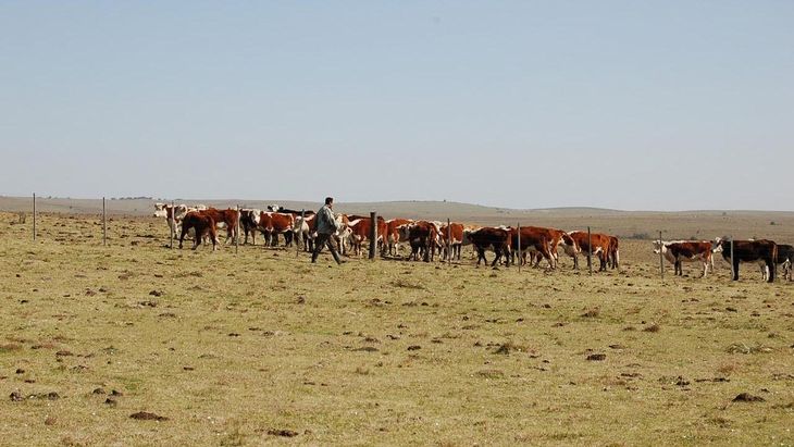 Sequía Productor Ganadero Ganado