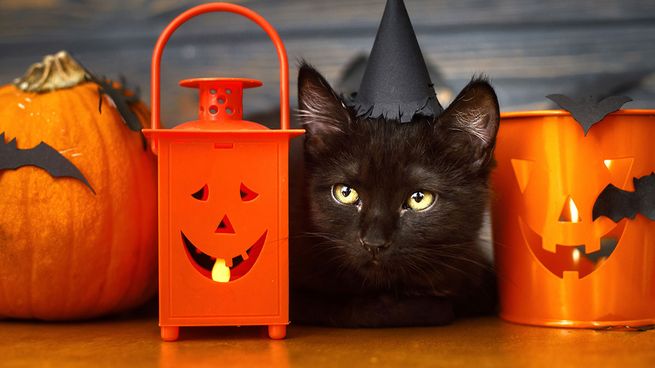 No le temas a las superticiones y adptá un gato negro como mascota.&nbsp;