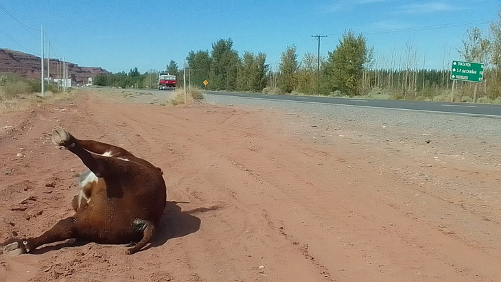 Datos oficiales indican que la mortandad masculina en los accidentes de tránsito en Vaca Muerta es del 58%. La Ruta Nacional N°7 es protagonista de la mayoría de esas tragedias viales. Y en muchas ocasiones, tiene que ver con animales sueltos. Datos oficiales indican que la mortandad masculina en los accidentes de tránsito en Vaca Muerta es del 58%. La Ruta Nacional N°7 es protagonista de la mayoría de esas tragedias viales. Y en muchas ocasiones, tiene que ver con animales sueltos.