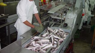 La pesca es uno de los sectores que se beneficiará con la eliminación inmediata de aranceles. La pesca es uno de los sectores que se beneficiará con la eliminación inmediata de aranceles.