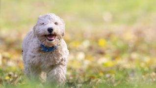Algunos perros ingieren accidentalmente ciertas plantas, lo que puede ser peligroso para su salud.