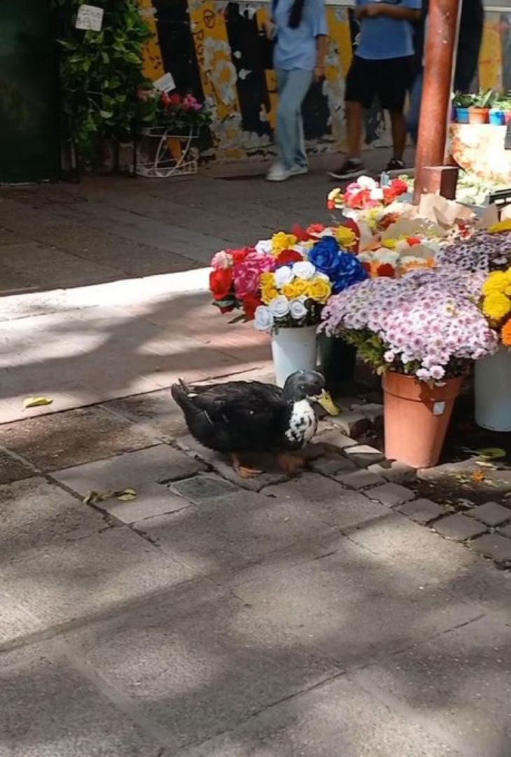 Foto del pato en la florería Foto del pato en la florería