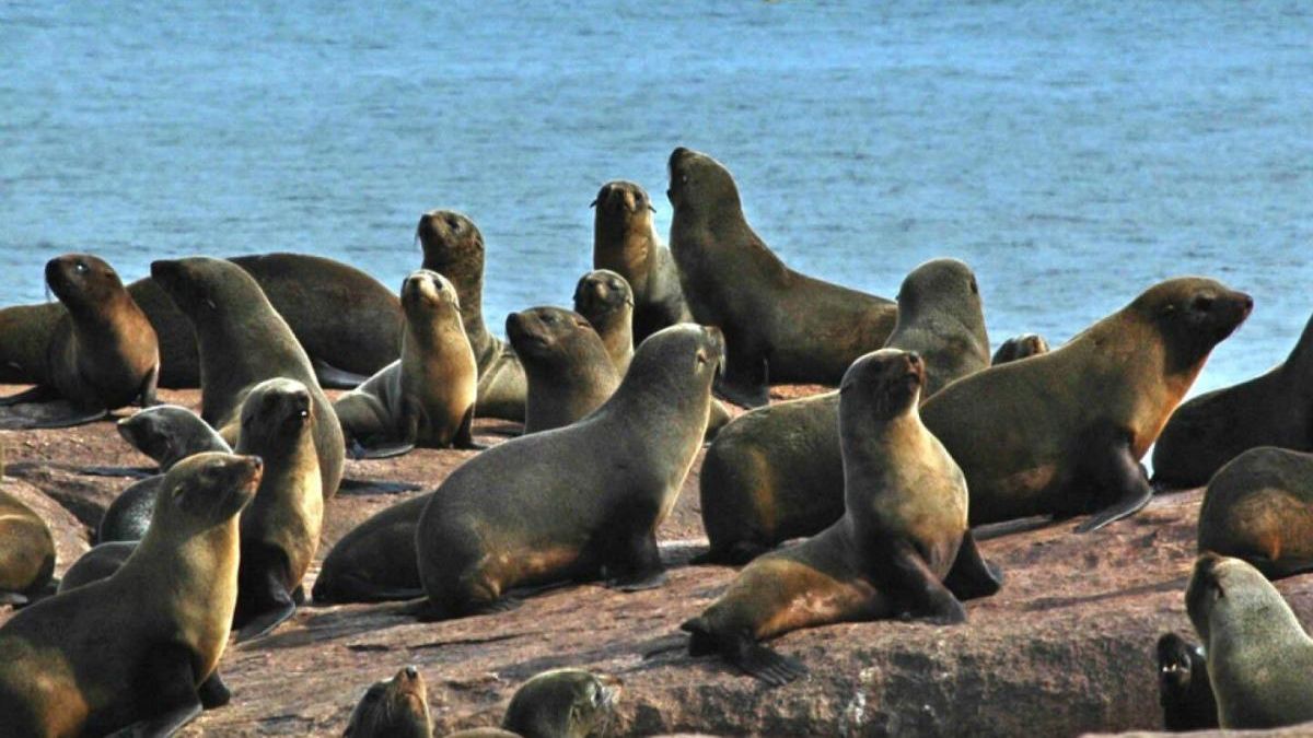 145 sea lions were buried in Rocha due to avian flu