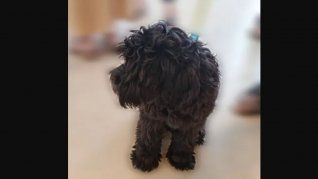 Oreo, el perro al que le tomaron juramento en Neuquén.