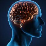 Descubren por qué la memoria se debilita con la edad. Descubren por qué la memoria se debilita con la edad.