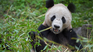 The panda bear is one of the animals that is in danger of extinction. The panda bear is one of the animals that is in danger of extinction.