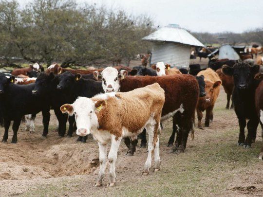 Impacto. La ganadería aparece como el sector más perjudicado por la coyuntura económica, con un 46,5% de menciones en la encuesta.