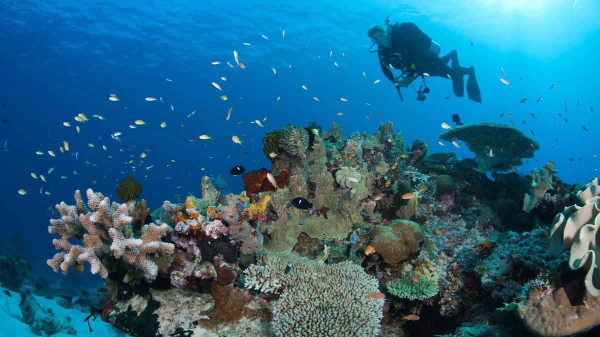 The “underwater Amazon”: the secrets of the most diverse and resistant ecosystem on the planet