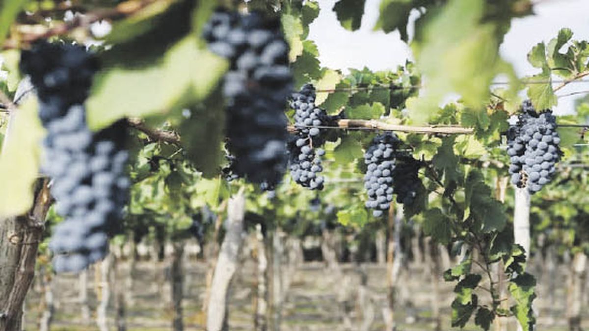 Bahillo anticipated that they are analyzing measures for the wine sector
