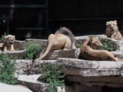 Coronavirus: cuatro leones del zoológico de Barcelona dieron positivo