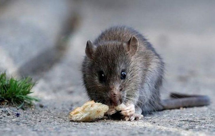 Los 10 datos que hay que saber sobre el hantavirus para evitar el contagio
