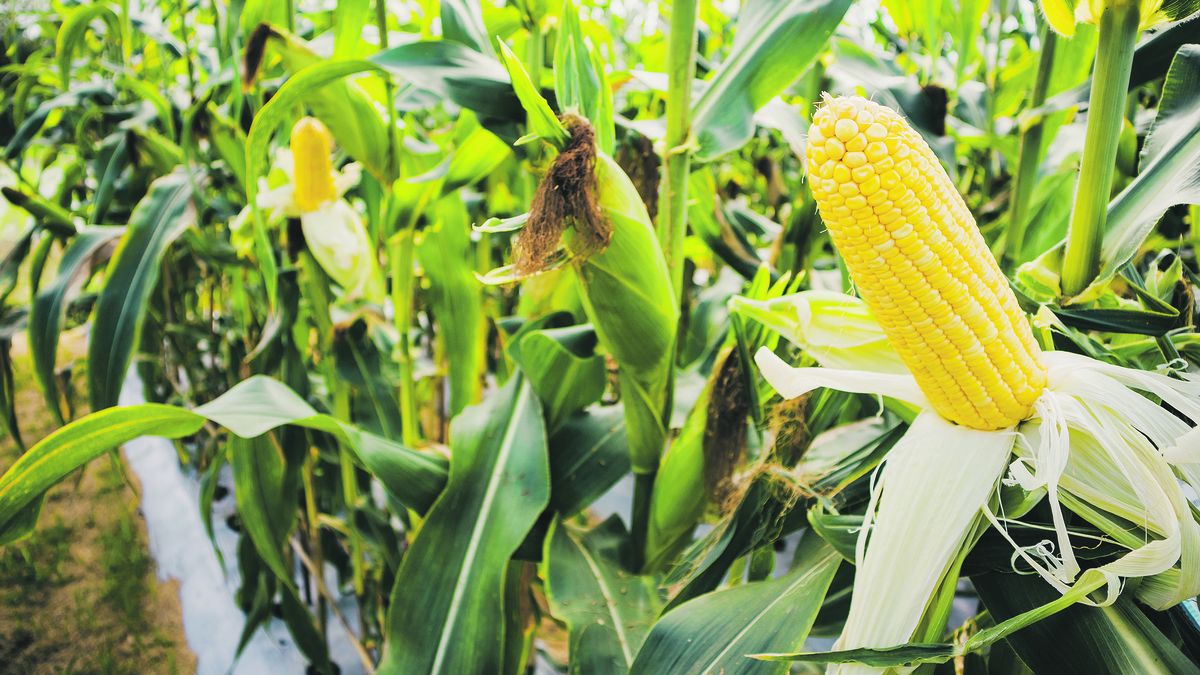 Agriculture regulated the corn and soybean subsidy program