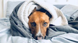 Las razas pequeñas, como los Chihuahua y perros salchichas, son más propensas a sufrir las bajas temperaturas.&nbsp;