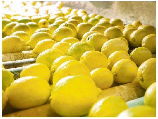 limones.jpg