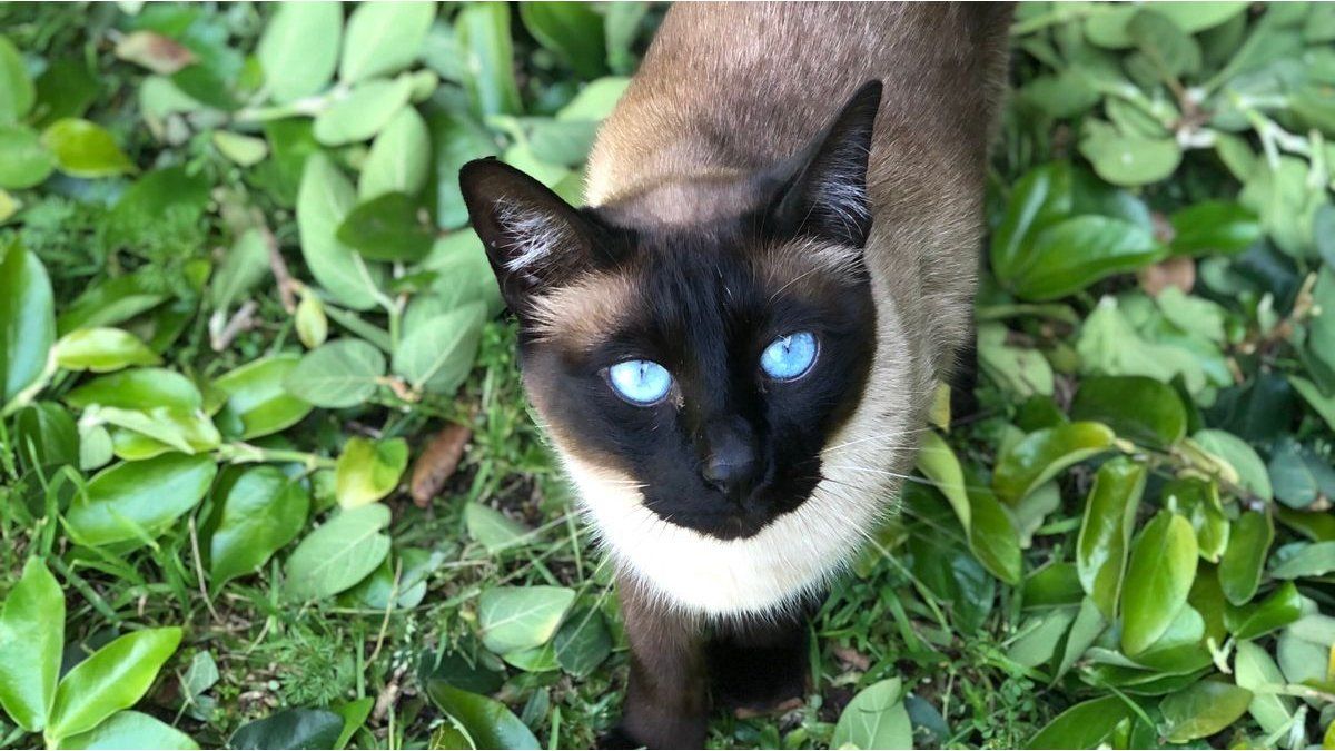 Do you have a conflictive cat? Find out what pheromone therapy is like and how it can help you