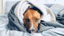Small breeds, such as Chihuahua and sausage dogs, are more likely to suffer low temperatures. Small breeds, such as Chihuahua and sausage dogs, are more likely to suffer low temperatures.
