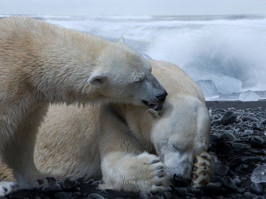 El cambio climático deriva en aumento de canibalismo entre osos polares