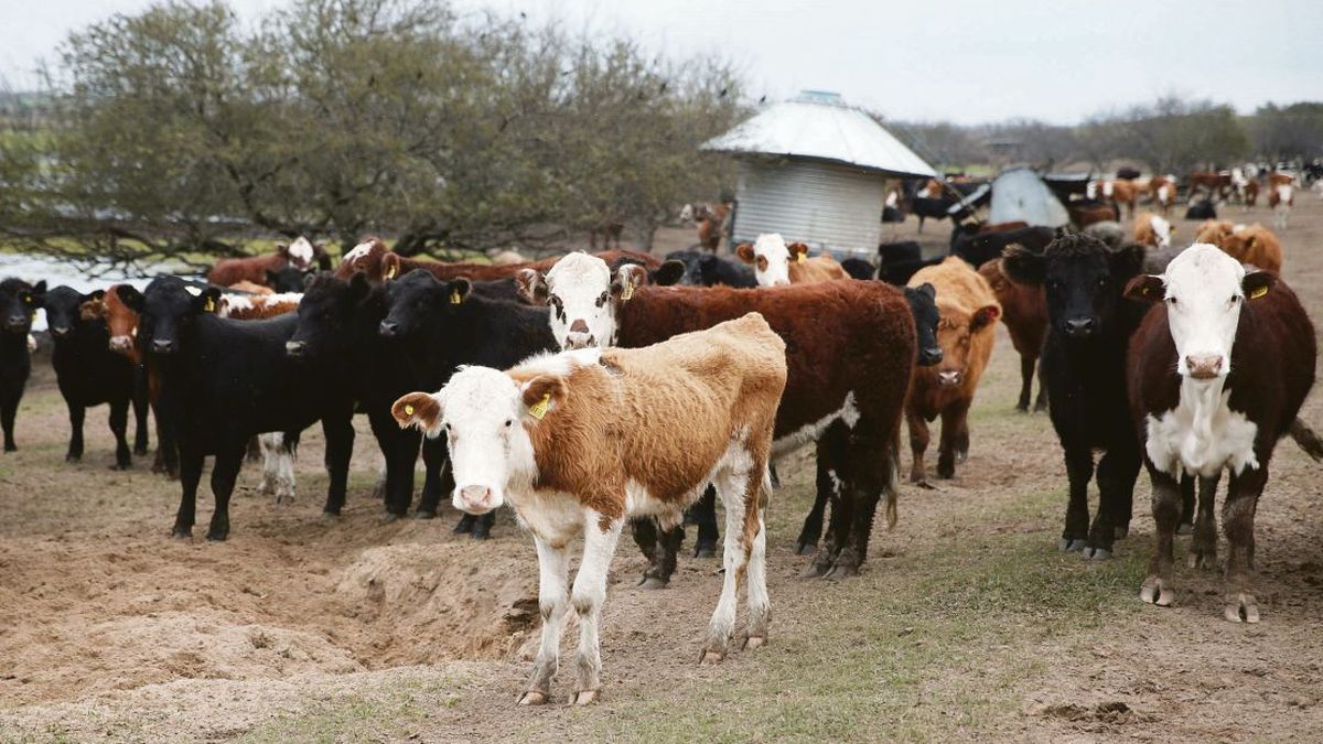 They presented a livestock plan that plans to increase meat production by 600,000 tons by 2030