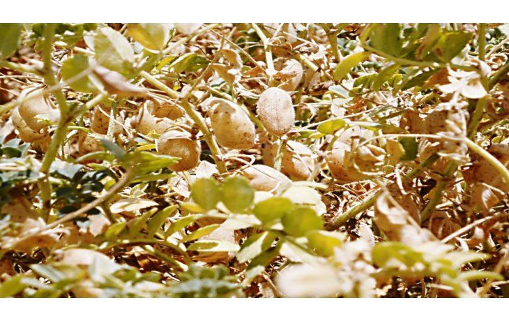 ámbito.com | Herbicida para garbanzo