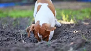 Los expertos veterinarios recomiendan aumentar la actividad física y la estimulación mental para reducir esta conducta. Los expertos veterinarios recomiendan aumentar la actividad física y la estimulación mental para reducir esta conducta.