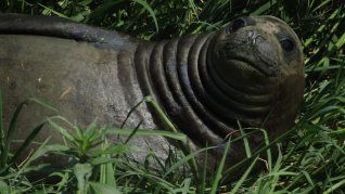 La elefanta marina podría quedarse hasta dos semanas en la zona.