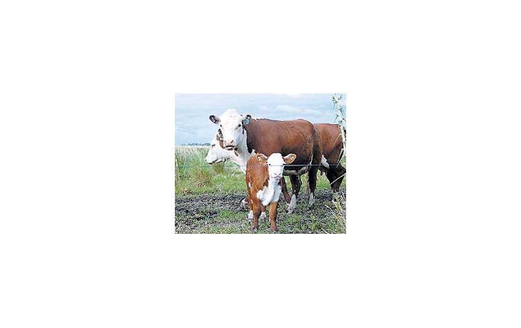 Expertosaseguranque losproductoresganaderosno cubrenlos costoscon elprecio delos animales.