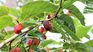 In ancient times the mulberry was sown to shelter and shade to the children while playing. In ancient times the mulberry was sown to shelter and shade to the children while playing.