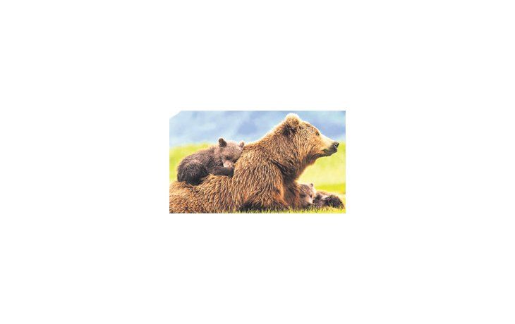El documental sigue los avatares de una familia de osos, pero por momentos lo que realmente impacta son los increíbles paisajes de Alaska muy bien filmados. Tener en cuenta que algunas escenas pueden asustar a los más chiquitos.