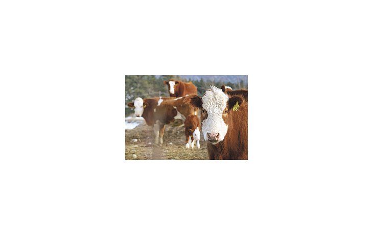 ámbito.com | En el seminario organizado por el IPCVA, se reveló que en la Patagonia sólo se produce y faena poco más de un tercio de lo que consumen sushabitantes, que es 10 kilos menos que la media nacional.