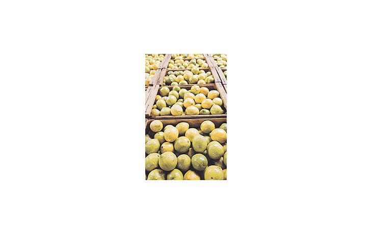 ámbito.com | A pesar de los esfuerzos realizados, cabe destacar el mal año para el limón debido a las bajas en los precios de los mercados internacionales.