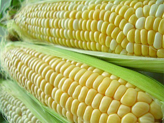 Vietnam es el principal destino para el maíz argentino, en un 22% de lo comercializado, lo siguen en importancia Egipto y Argelia.