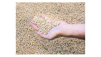 La producción argentina de soja 2009 caerá a alrededor de 33 millones de toneladas, desde los 46,7 millones del ciclo anterior, por la grave sequía por la que atraviesa el país.