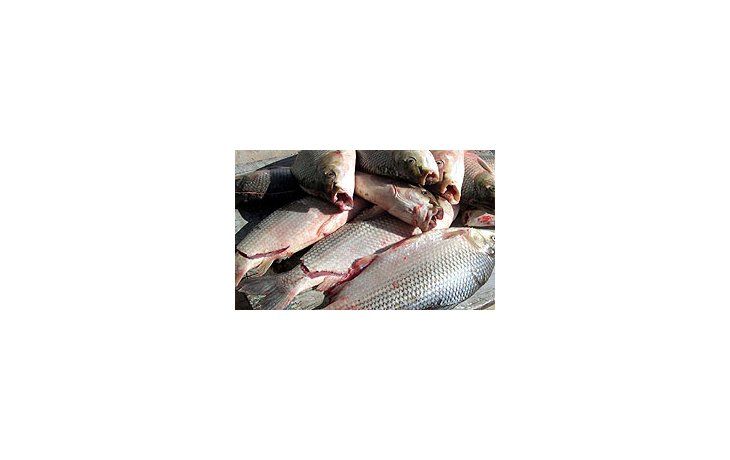 Exportaciones de pescados y mariscos aportaron 15% más de divisas.