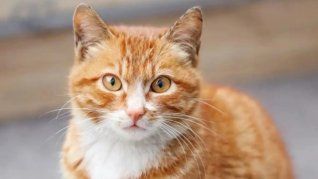 Los gatos naranja y su peculiar rasgo distintivo: su personalidad. Los gatos naranja y su peculiar rasgo distintivo: su personalidad.