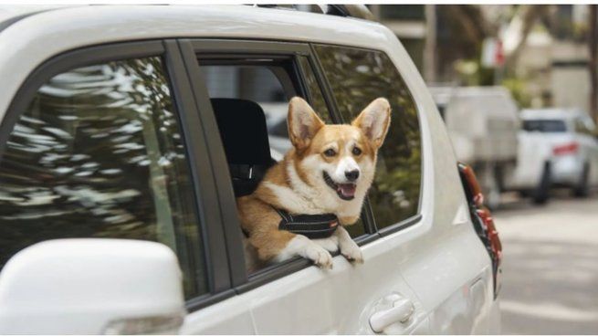 Para salir a la rutas en vacaciones requiere siempre de tomar ciertas precauciones. Cuando se&nbsp; viaja con mascotas, hay que ser más cuidadoso